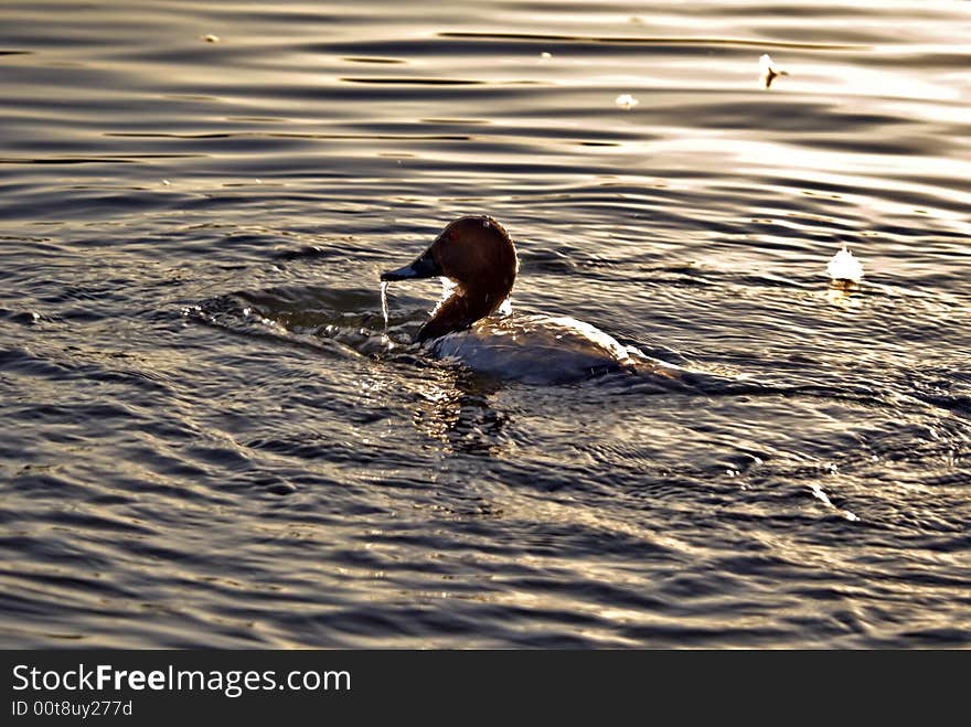 A duck returning to the surface. A duck returning to the surface