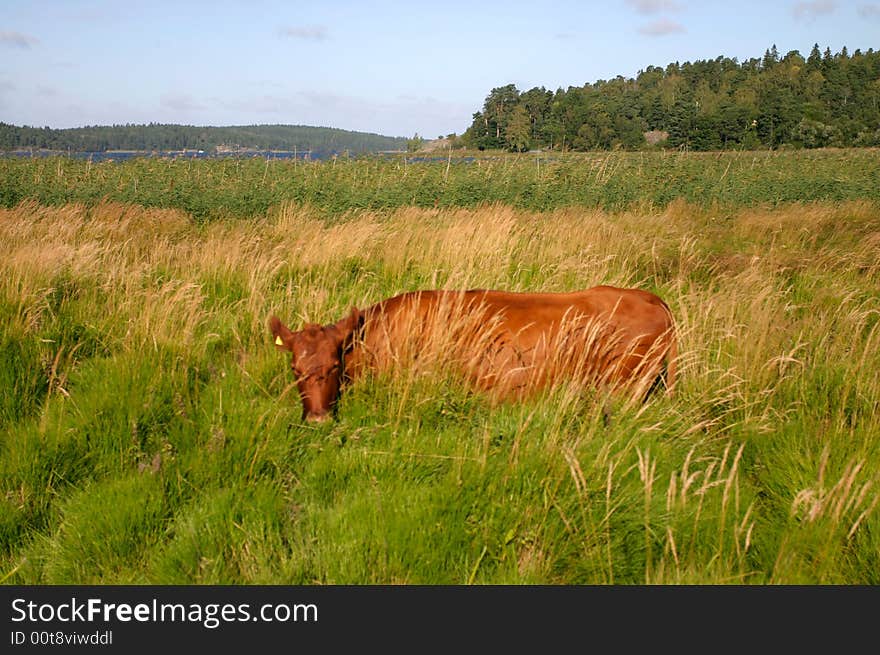 Cow in high grass