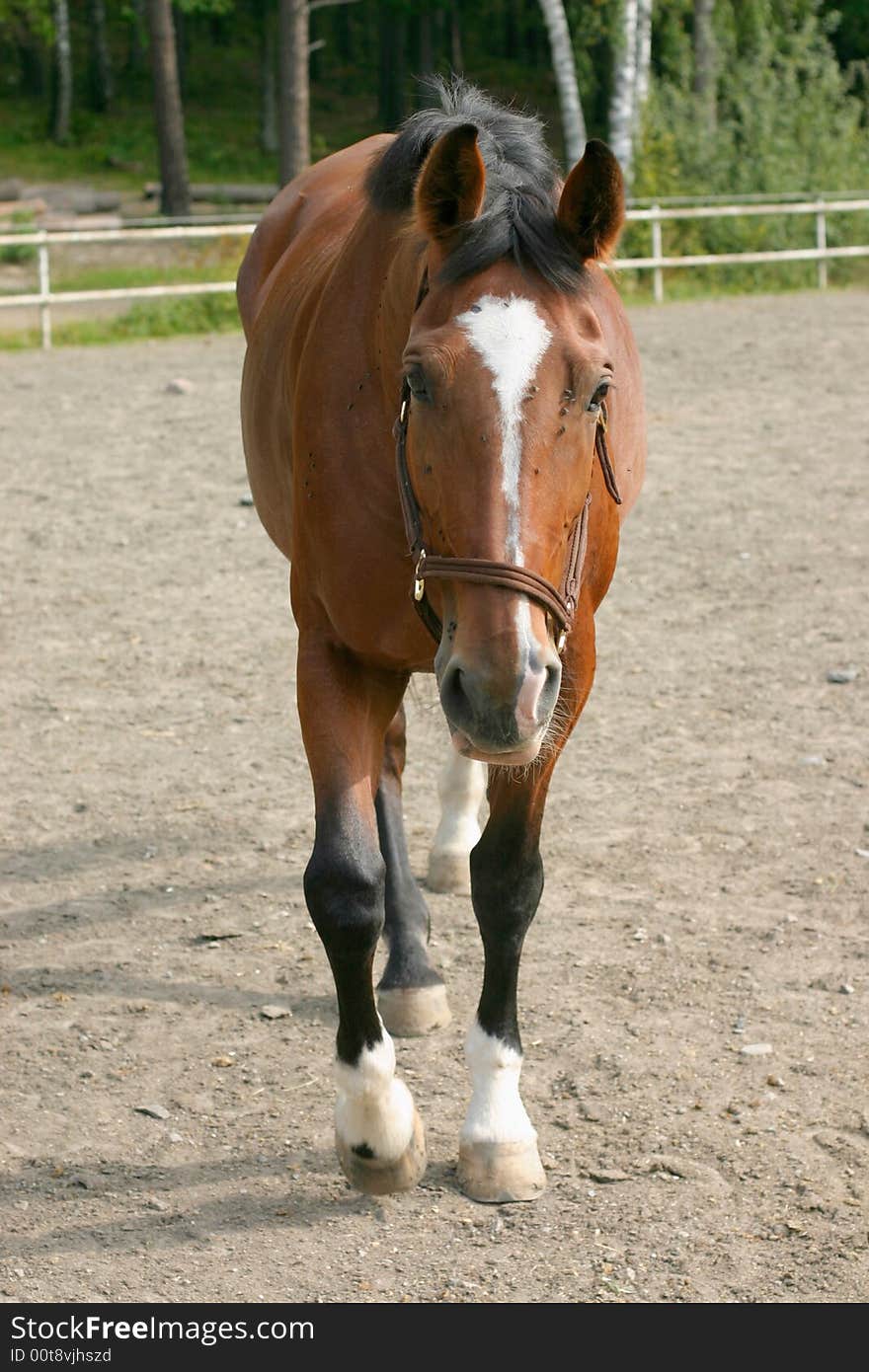 A riding horse walking against the camera in a paddock. A riding horse walking against the camera in a paddock