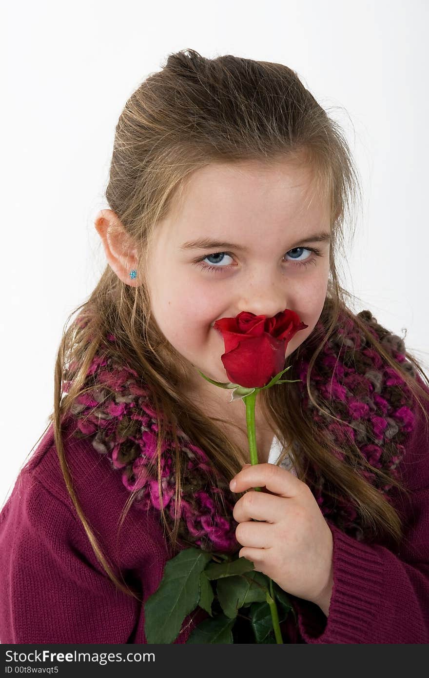 A little girl sniffs a red rose with her eyes raised to the camera. A little girl sniffs a red rose with her eyes raised to the camera