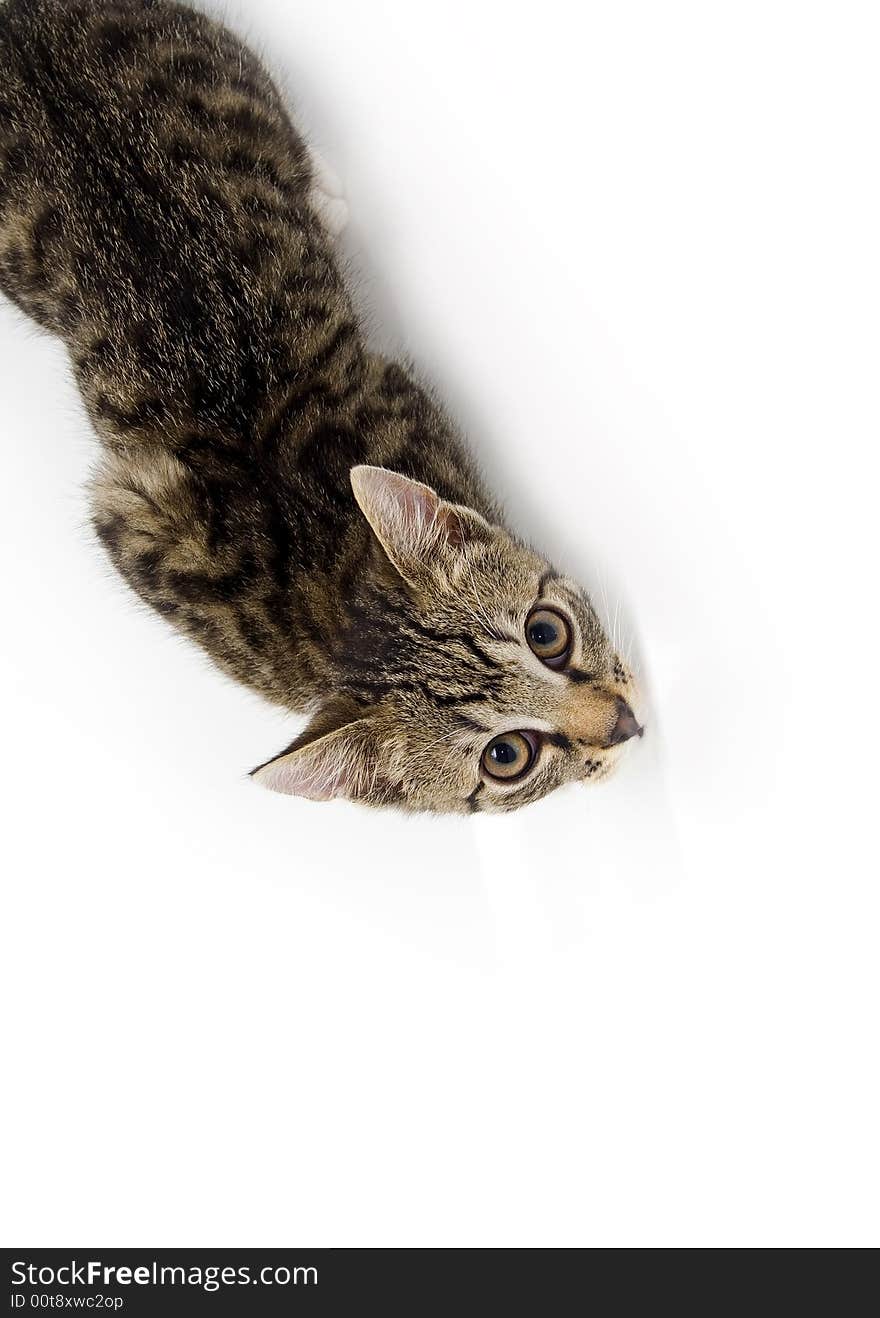 Cat looking from below