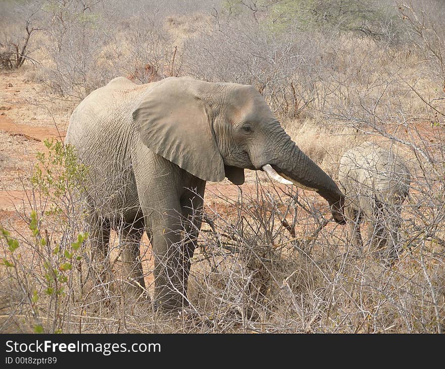 Elephant in the Kruger Park, south Africa