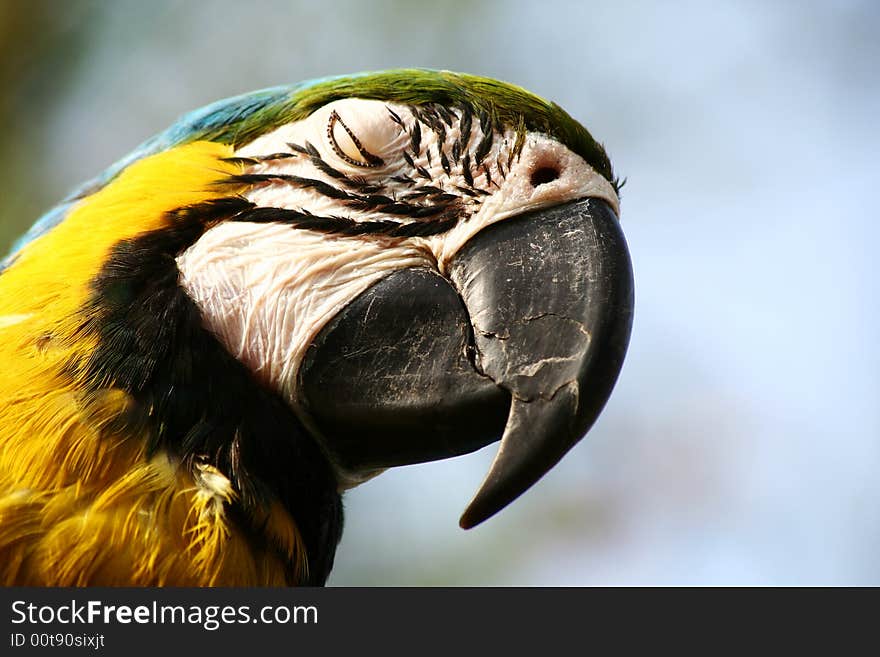 Ara parrot -blue and gold winking at you. Ara parrot -blue and gold winking at you.