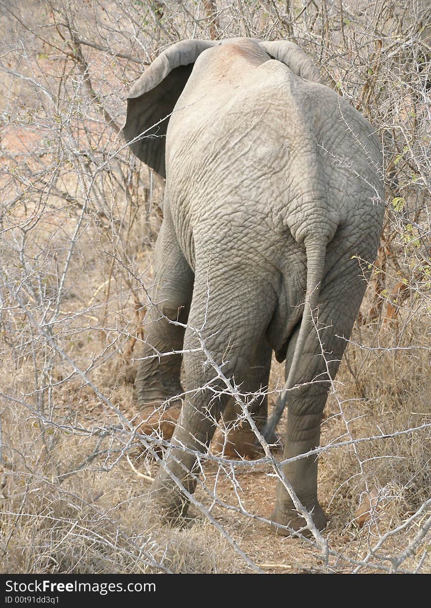 Elephant Tail