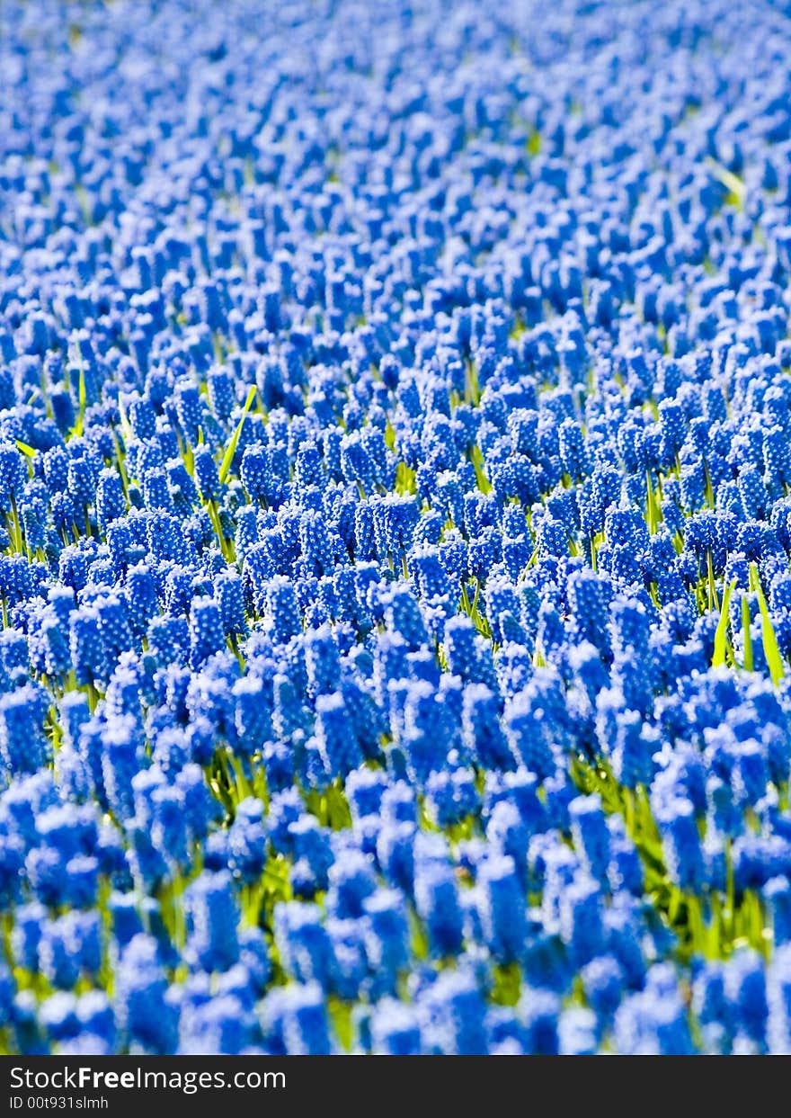 Large field of little blue grapes. Large field of little blue grapes