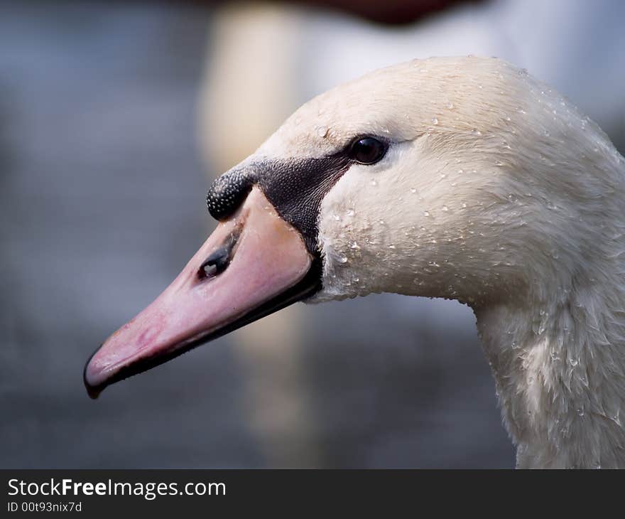 Close-up of a swan with waterdrops on his head