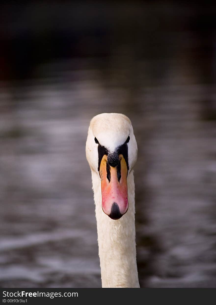 Close-up of a swan