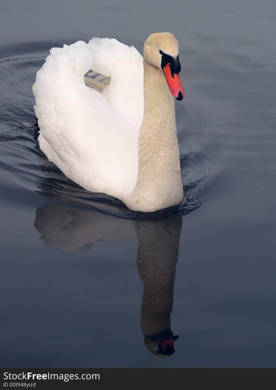 A swan looking all pretty in search for a partner. A swan looking all pretty in search for a partner