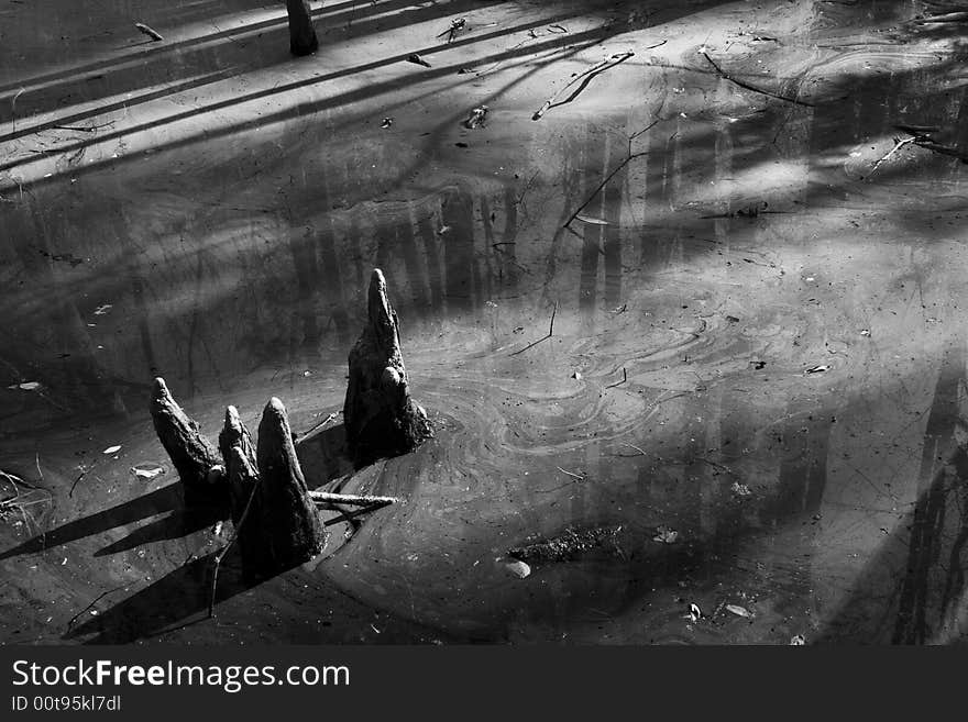 Dead Tree Stumps in algae infested waters.