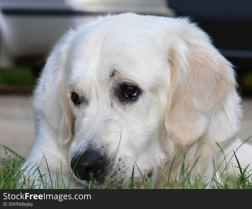 One Golden retriever with sad expression laying on a grass