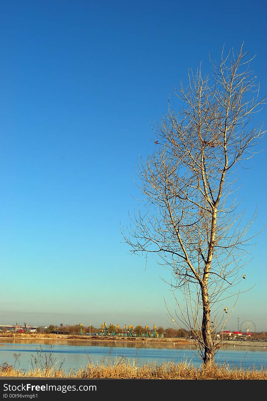 Tree lake china autumn machine