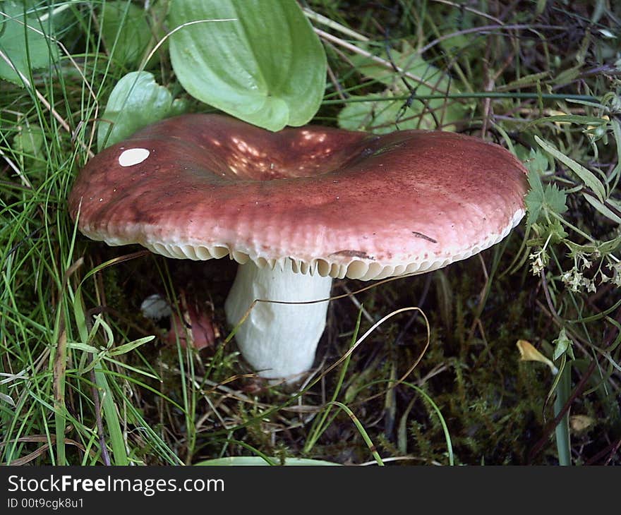 Mushroom (Variegated Rusula)