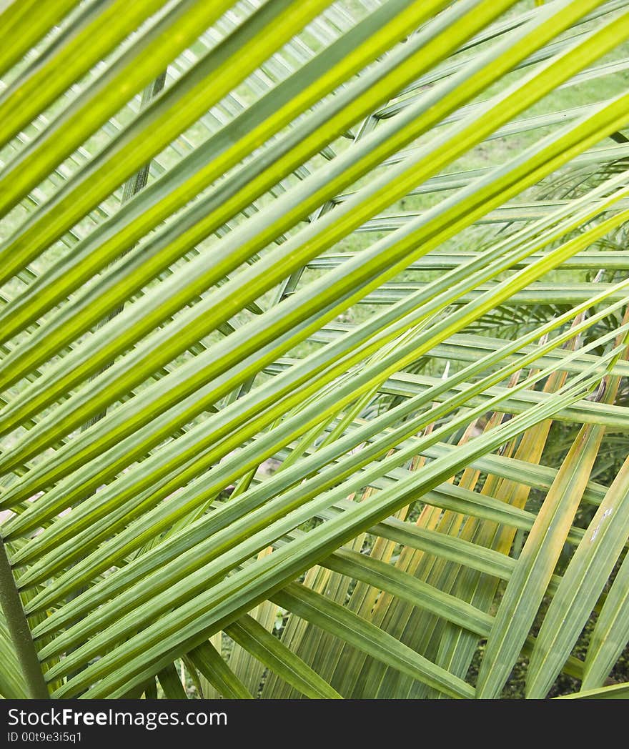 Close up shot of PalmTrees. Close up shot of PalmTrees