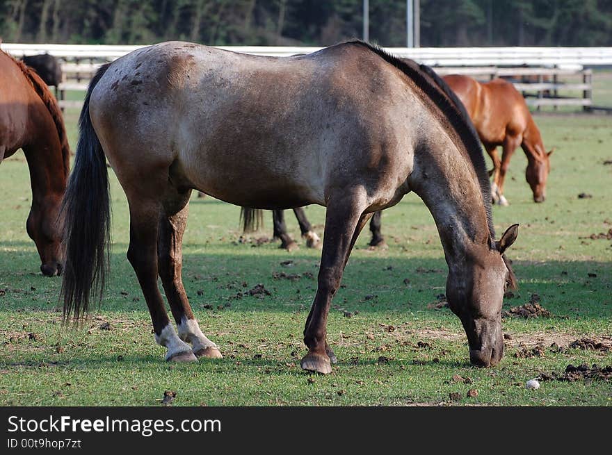 Horses eating grass in the farm