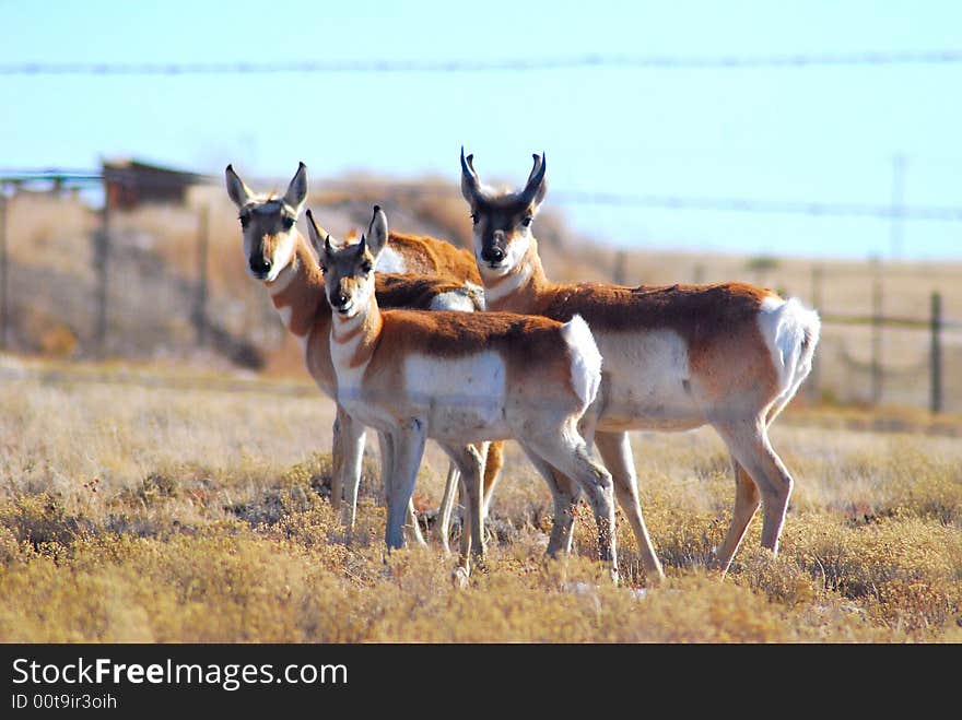 Three Antelope