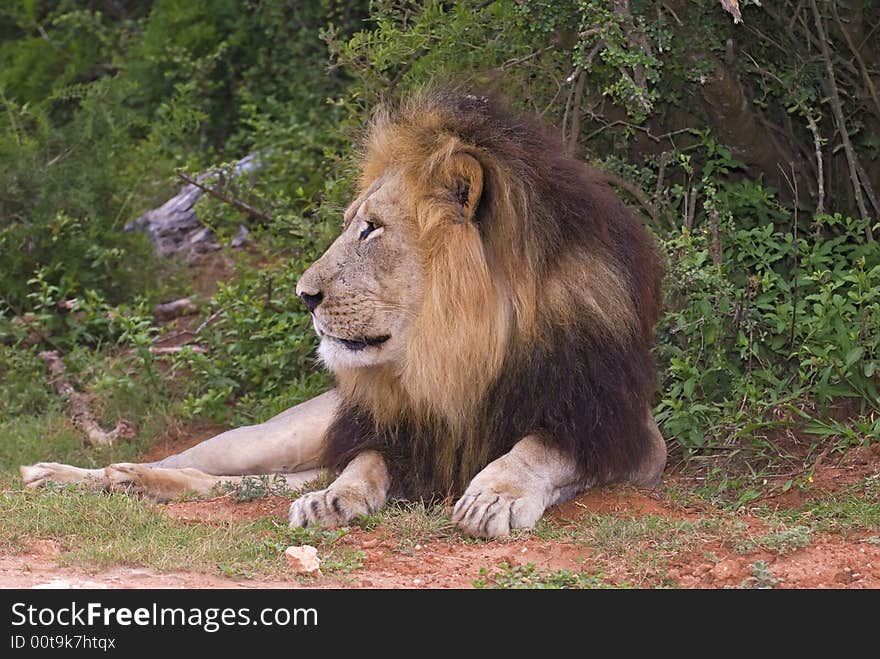 Lions strike fear in any person who stumbles across them in the bush. Lions strike fear in any person who stumbles across them in the bush