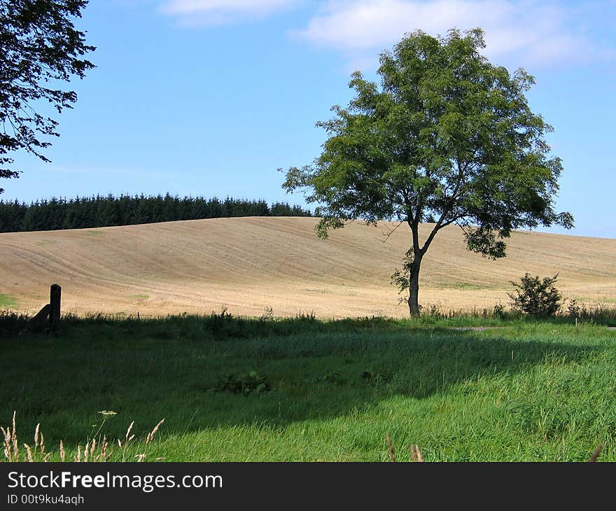 Beautiful Wide fields of wheat in the summer Denmark. Beautiful Wide fields of wheat in the summer Denmark