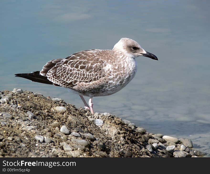 Seagull