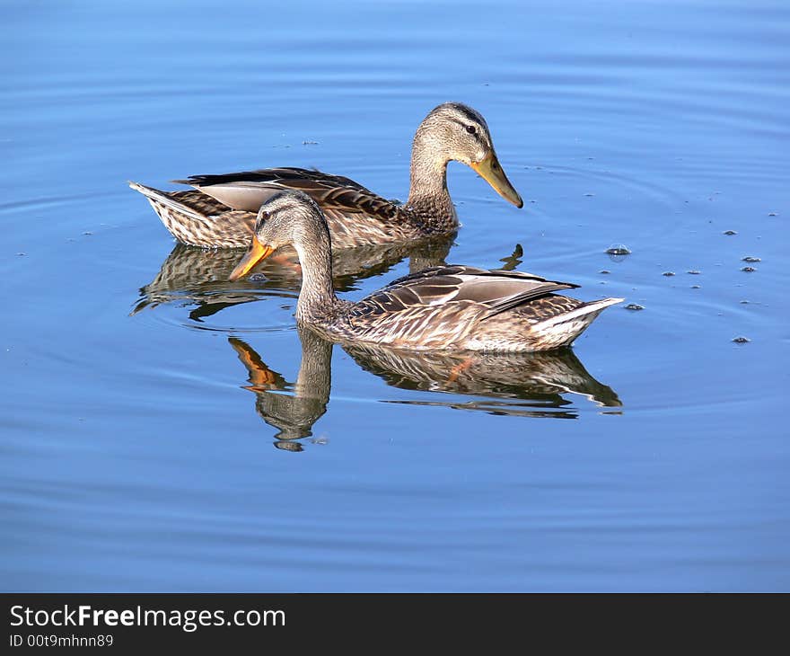 Two duck on water