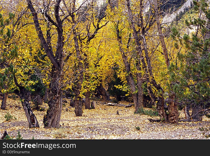 The view is in the autumn, with golden trees. Location is in Tibet of china. Use Kodak E100vs film. The view is in the autumn, with golden trees. Location is in Tibet of china. Use Kodak E100vs film.