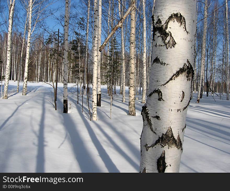 Birch forest