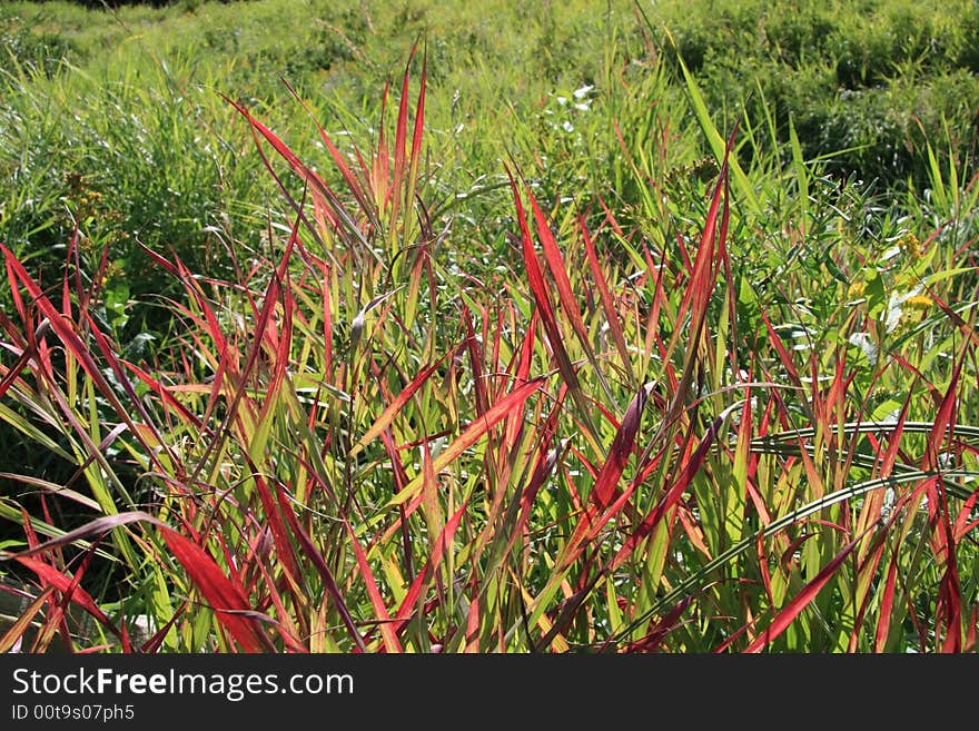 Abstract Grass