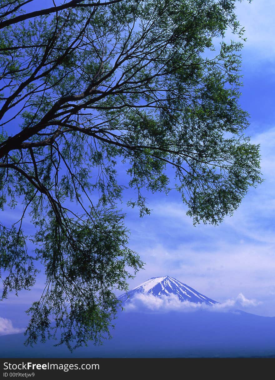 An early summertime view of Mount Fuji with a lush deciduous forest in the foreground. An early summertime view of Mount Fuji with a lush deciduous forest in the foreground