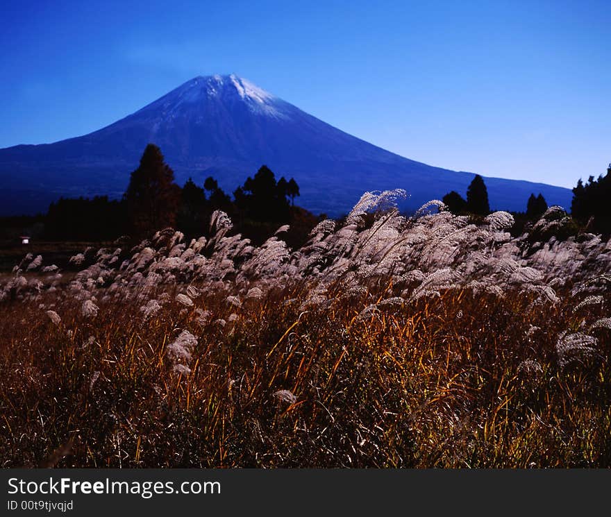 Japanese pampas grass swing befor Mt,fiji in autumn. Japanese pampas grass swing befor Mt,fiji in autumn