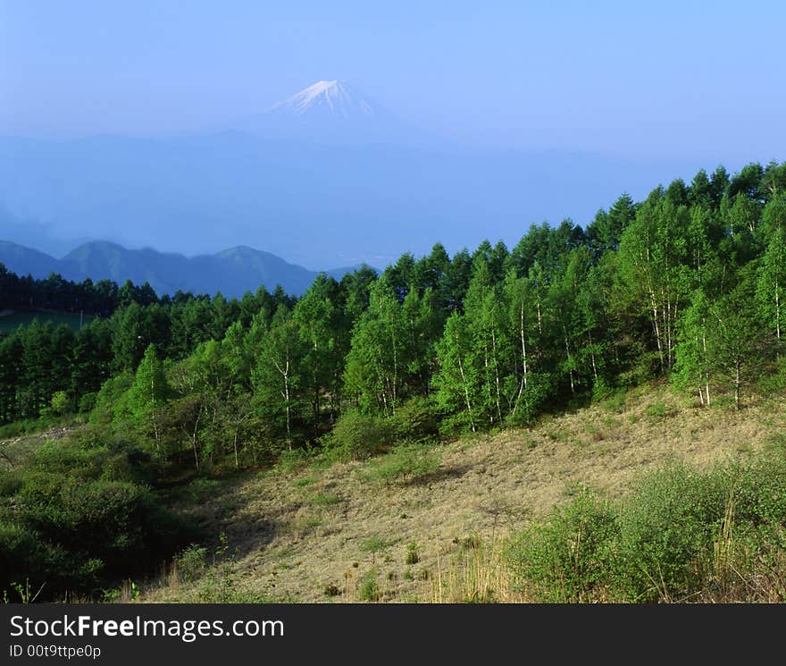 A forested hillside in Fall with Mount Fuji appearing through a sea of clouds. A forested hillside in Fall with Mount Fuji appearing through a sea of clouds