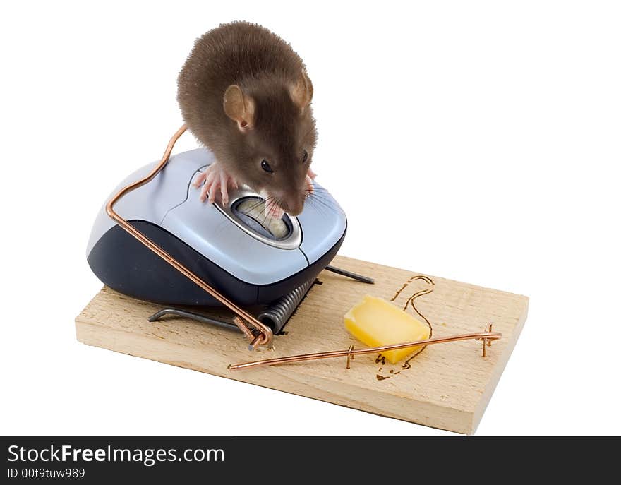 A mouse used his computer sibling to get to the cheese. A mouse used his computer sibling to get to the cheese