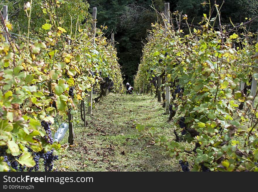 Picking up of the grapes. Picking up of the grapes.