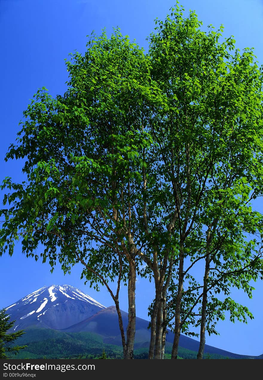 An early summertime view of Mount Fuji with a lush deciduous forest in the foreground. An early summertime view of Mount Fuji with a lush deciduous forest in the foreground