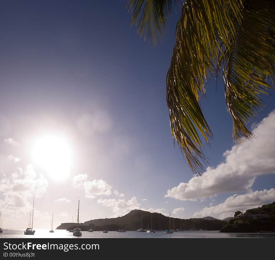 Palm trees on tropical island of Antigua. Palm trees on tropical island of Antigua