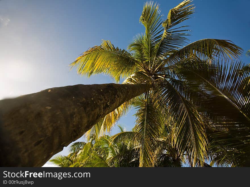 Palm trees on tropical island of Antigua. Palm trees on tropical island of Antigua