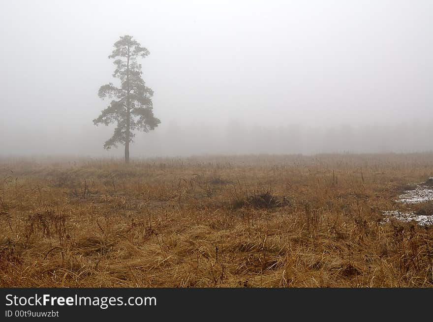 Solitary tree in field in mist. Solitary tree in field in mist