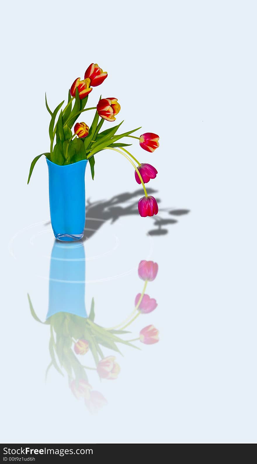 The image of a bouquet of tulips in a vase and its shadow. The image of a bouquet of tulips in a vase and its shadow