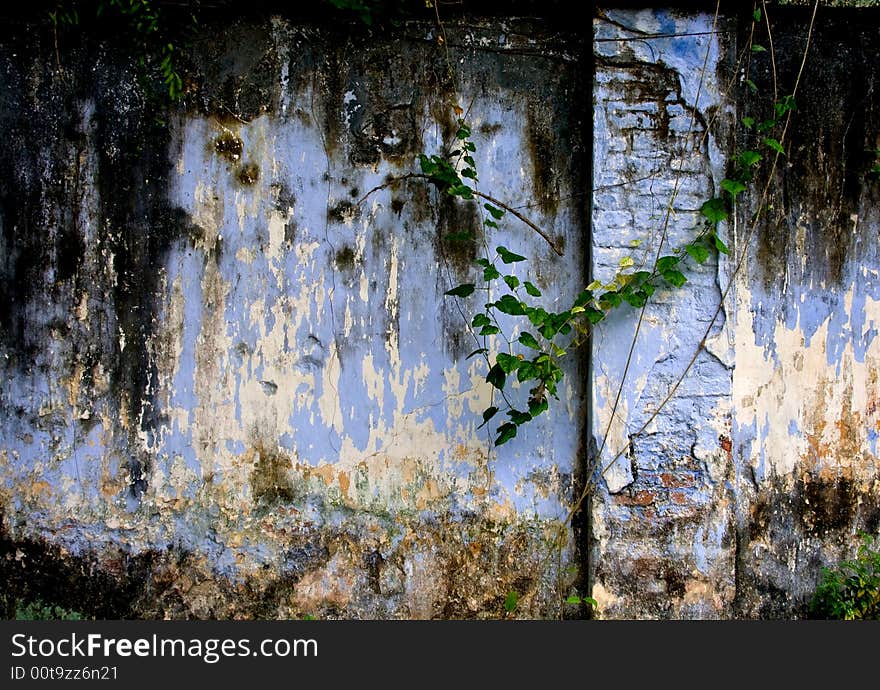 Old brick garden wall and ivy