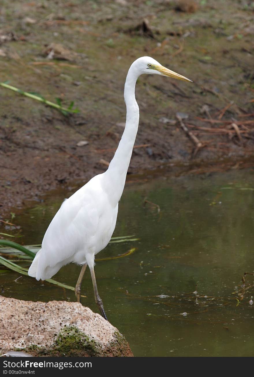 Egret