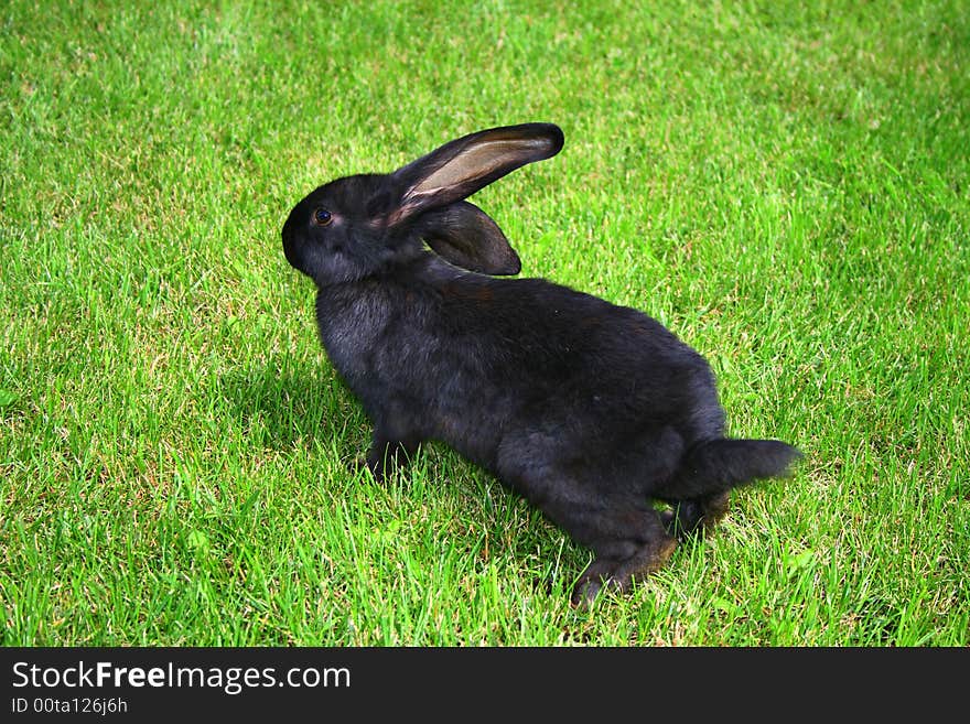 Easter Rabbit on green grass