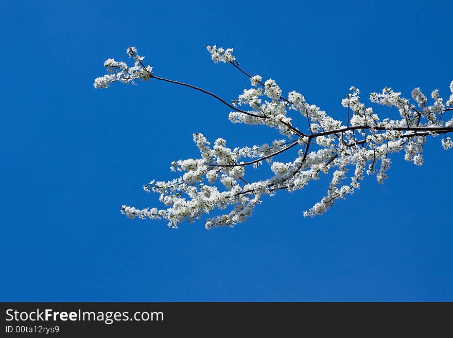 White blossom petals spring under blue sky