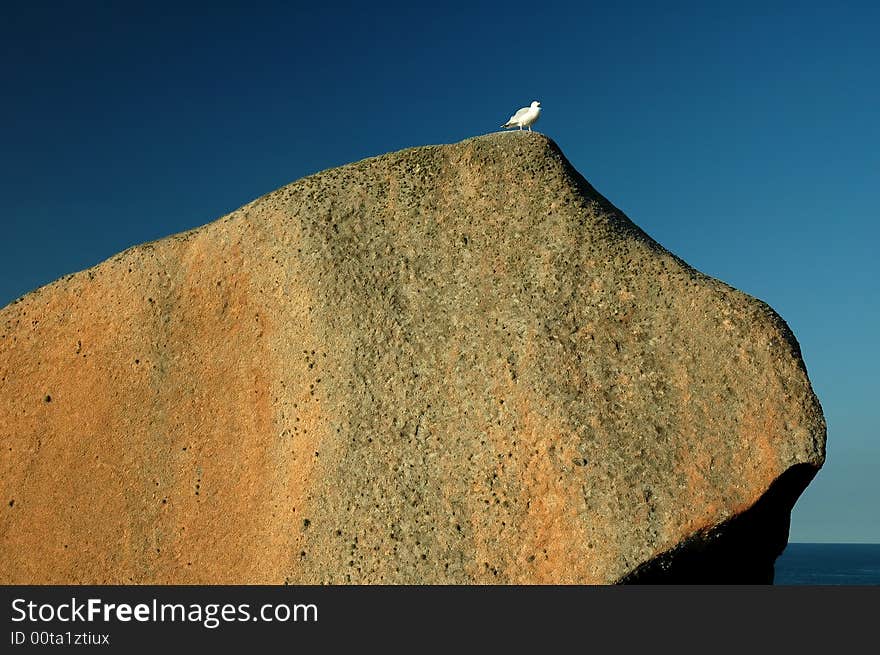 Rock with bird