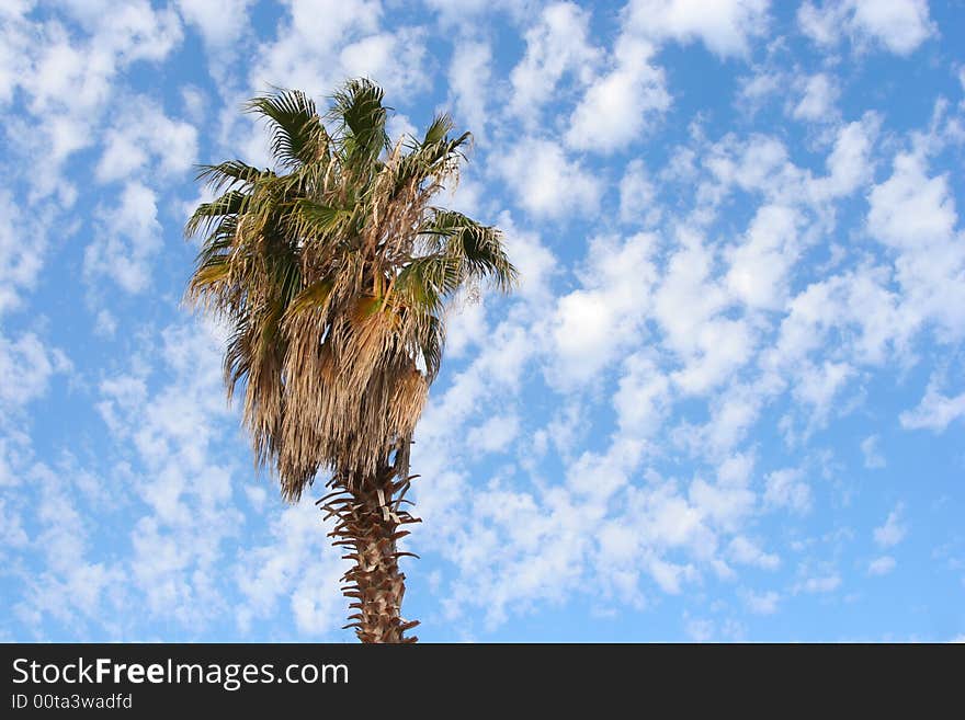 North Cyprus tree