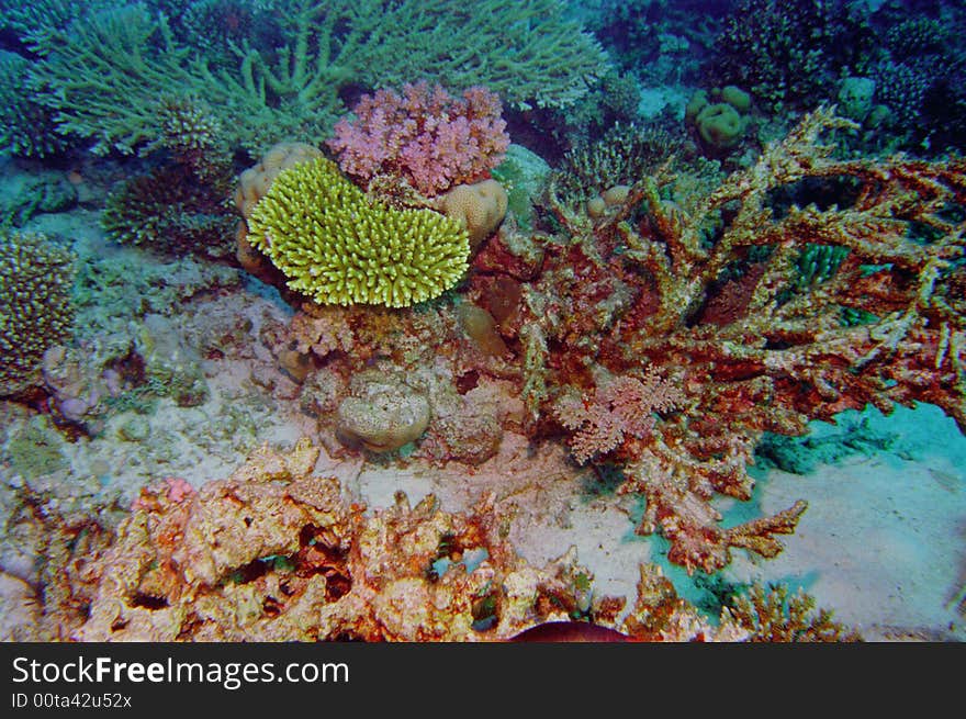 Underwater life of coral reef