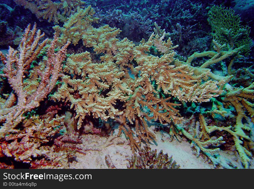 Underwater life of coral reef