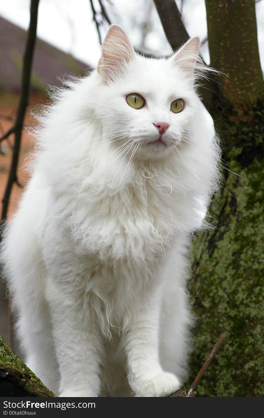 Portrait of white tomcat on the tree, by the closeup. Portrait of white tomcat on the tree, by the closeup.