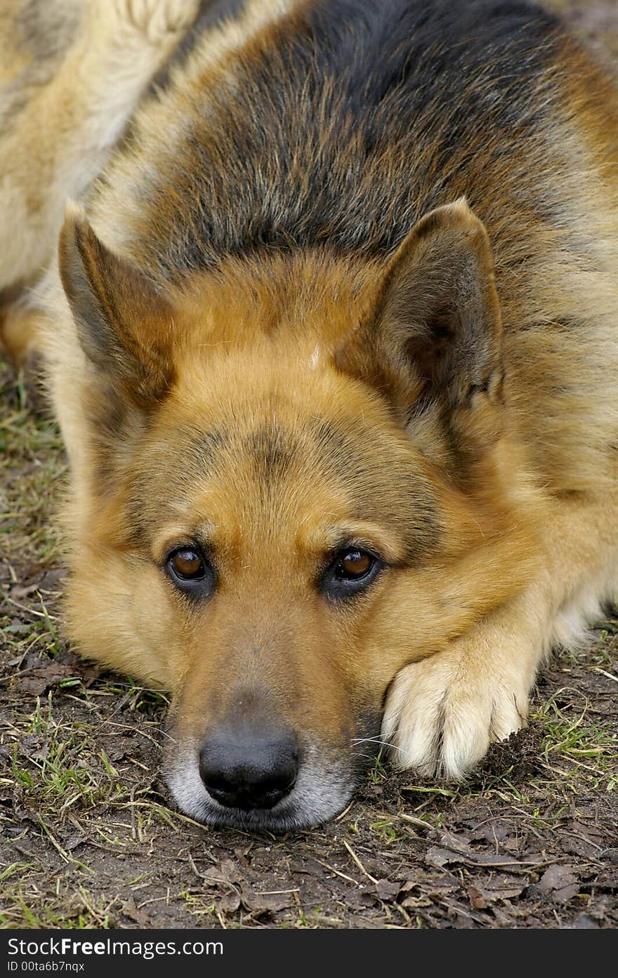 The portrait of German sheep dog which lies on the earth. The portrait of German sheep dog which lies on the earth