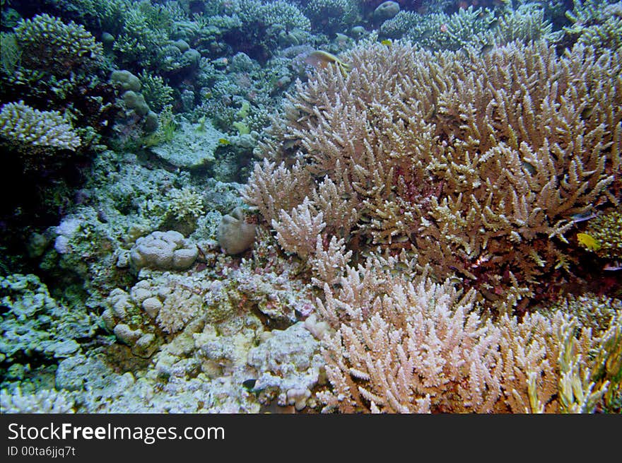 Underwater life of coral reef