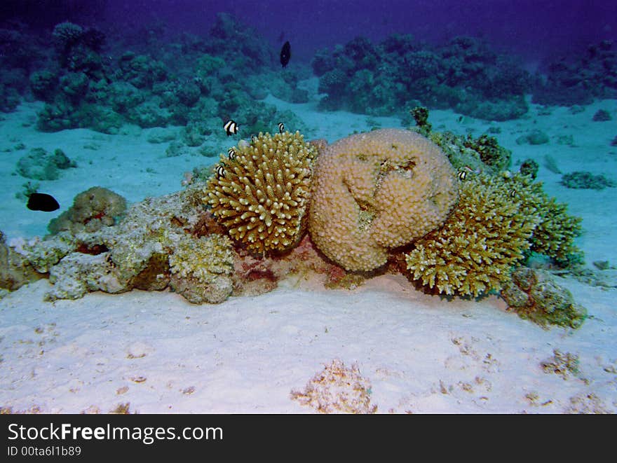 Underwater life of coral reef