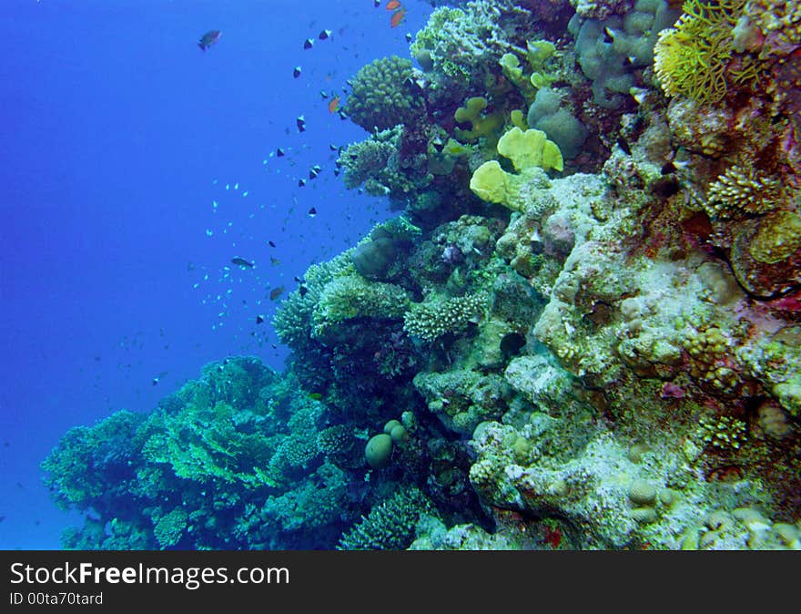 Underwater life of coral reef