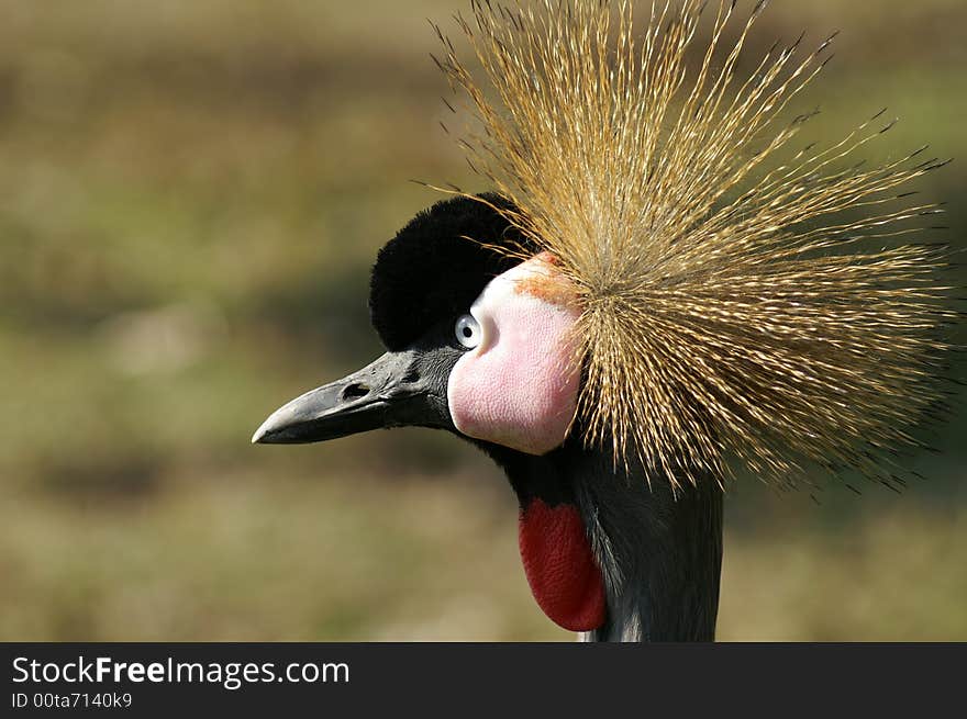 Pretty victoria crowned crane portrait